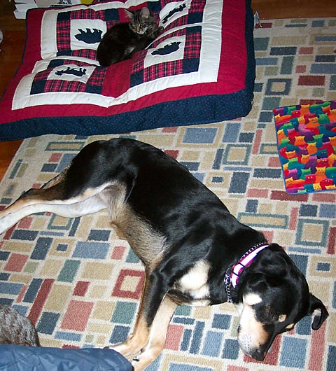 picture of falcon sleeping on the dogbed, the dog sleeping on the floor