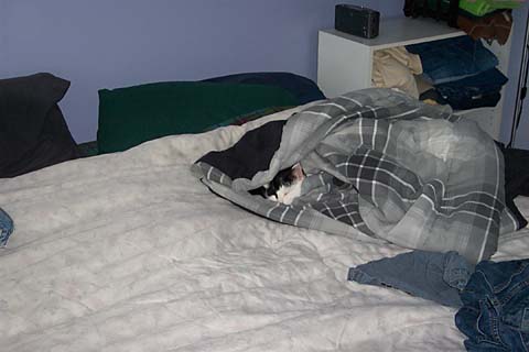 picture of kelly sleeping in the laundry... he looks warm