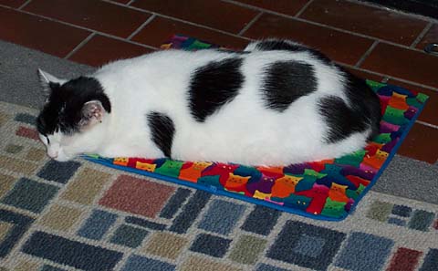 picture of kelly sleeping on his catnip mat