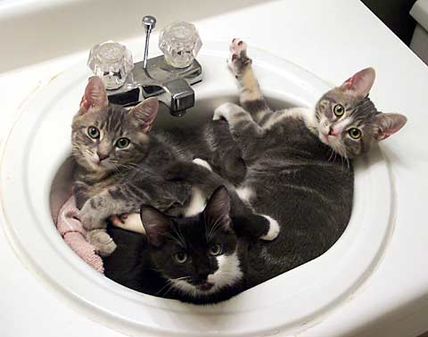 picture of nora sleeping with her siblings in the bathroom sink, when she was a foster