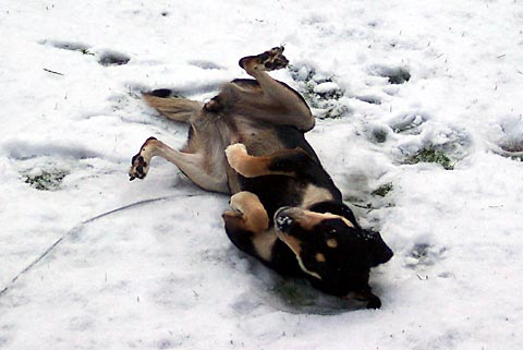 picture of sally the dog, rolling in the snow on her back