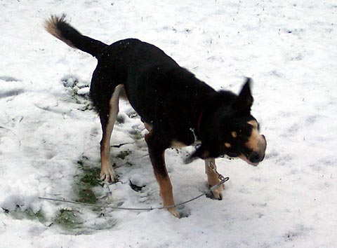 picture of sally the dog, shaking off after rolling in the snow