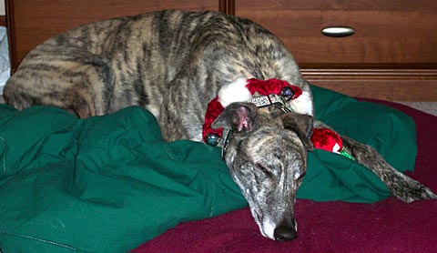 a picture of my mom's greyhound, spirit, sleeping with his christmas bells on