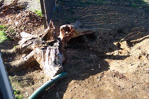picture of the stump, 1/3 gone