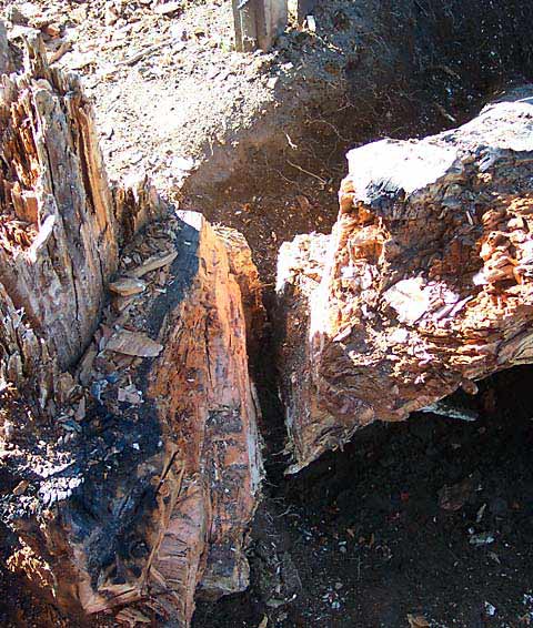 picture of the stump, working on a root
