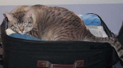 picture of our cat teddy on top of a suitcase